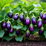 entdecken sie, wie das vorzeitige aussäen von auberginen um 3 wochen meinen garten komplett verändert hat. tipps und erfahrungen für eine erfolgreiche gartensaison.