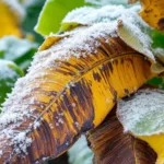 erfahre, warum bananenpflanzen den winter oft nicht überstehen und wie du sie richtig schützen kannst, um ihre gesundheit das ganze jahr zu bewahren.